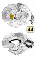 Brodmann area 44