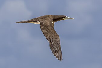 female S. l. plotus, Queensland