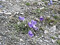 Campanula alpestris