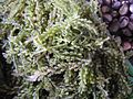 latô (Caulerpa)