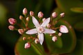 Jade plant (Crassula ovata)