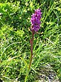 Dactylorhiza alpestris