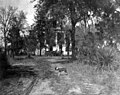 Dog standing in front of The Grove, circa 1905