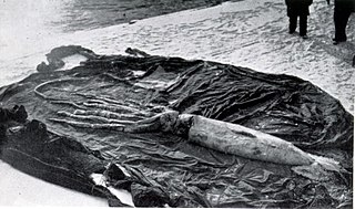 #109 (?/12/1933) Giant squid found near Dildo, Newfoundland, in December 1933, stretched out on a tarpaulin. Photograph by E. Maunder, taken when the squid was landed at St. John's (Frost, 1934:114 & pl. 1).
