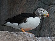 Horned puffin in eclipse plumage