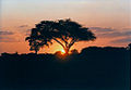 Sunset in Hwange