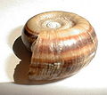 带有壳盖的淡水蜗牛大羊角螺的壳是平面螺旋的。