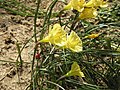 Narcissus romieuxii 'Julia Jane'