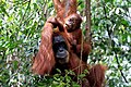 Image 95Sumatran orangutan mother and child in Mount Leuser National Park, North Sumatra (from Tourism in Indonesia)