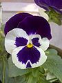 Pansy in Pakistan