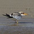 Juvenile at Lagoa do Peixe National Park, Tavares, Rio Grande do Sul state, Brazil