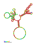 Listeria snRNA rliF: Predicted secondary structure taken from the Rfam database. Family RF01476.