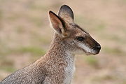 Red-necked wallaby