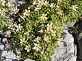 Saxifraga bryoides