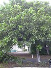 Short tree with full bushy leaves of indiscriminate shape