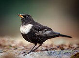 Adult male ring ouzel