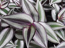 Tradescantia zebrina leaves