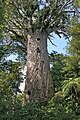 Image 27Tāne Mahuta, the biggest kauri (Agathis australis) tree alive, in the Waipoua Forest of the Northland Region of New Zealand. (from Conifer)