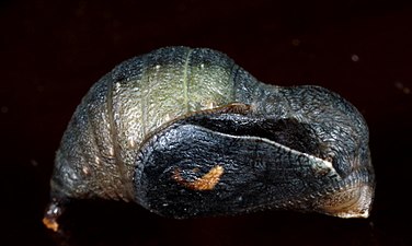 Chrysalis