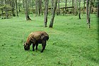 Takin, the national animal of Bhutan, grazing in the preserve