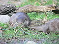 Oriental Small-clawed Otter (Amblonyx cinereus)