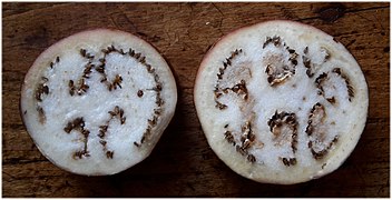 Transversal section of the fruit showcasing the arrangement of seeds