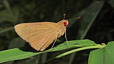 Ventral view