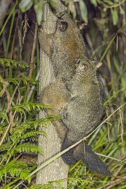 Climbing with joey (light brown form)