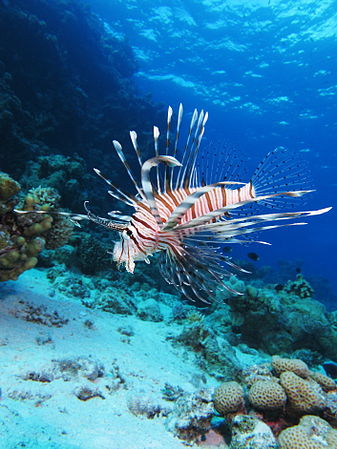 埃及红海沙布厄尔格礁（Shaab El Erg reef）的斑鳍蓑鲉（Pterois miles）。