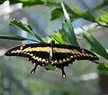 Papilio thoas (King Swallowtail)