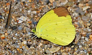 西姆黄粉蝶 Eurema simulatrix