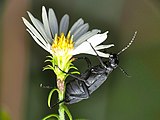 Epicauta pensylvanica (black blister beetle[118])