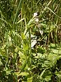 Epilobium alpestre