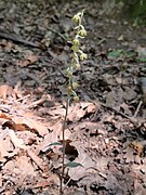 Epipactis microphylla