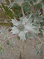 Eryngium maritimum