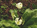 Erythronium 'White Beauty'