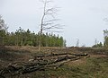 Forestry work north of Woorgreens Lake