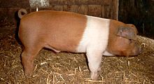 a red pig with white saddle and forelegs