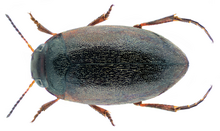 beetle species