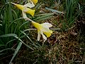 Narcissus pseudonarcissus subsp. pseudonarcissus close-up