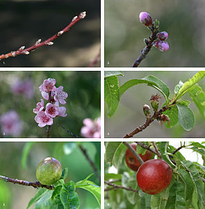 Nectarine development, by John O'Neill