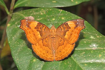 Female (dorsal view)