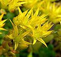 Sedum oreganum