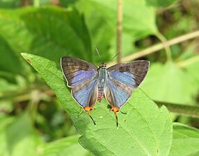 Dorsal view