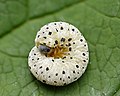 Tenthredo scrophulariae larva