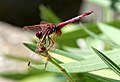 雄性褐蜻蜓