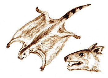 Life restoration of the Jurasic gliding mammal Volaticotherium.
