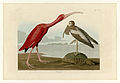 397. Scarlet Ibis