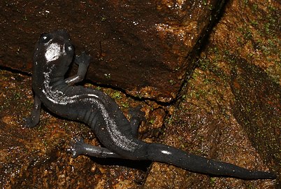 Oaxacan Climbing Salamander (Q2211187)