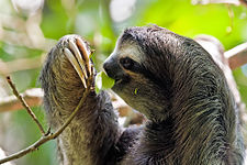 Brown-throated sloth (Bradypus variegatus)